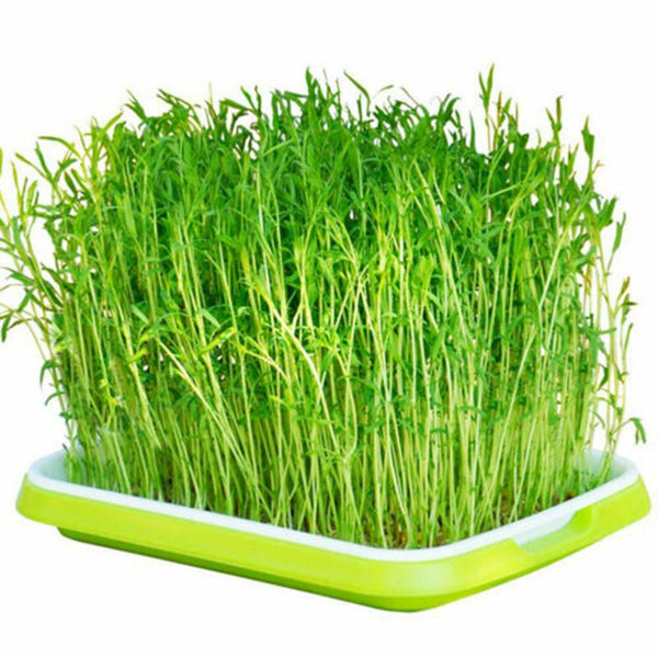 Trays seedling Starter Tray Basket Germination Plant Grow Basket Seed SprouterAU