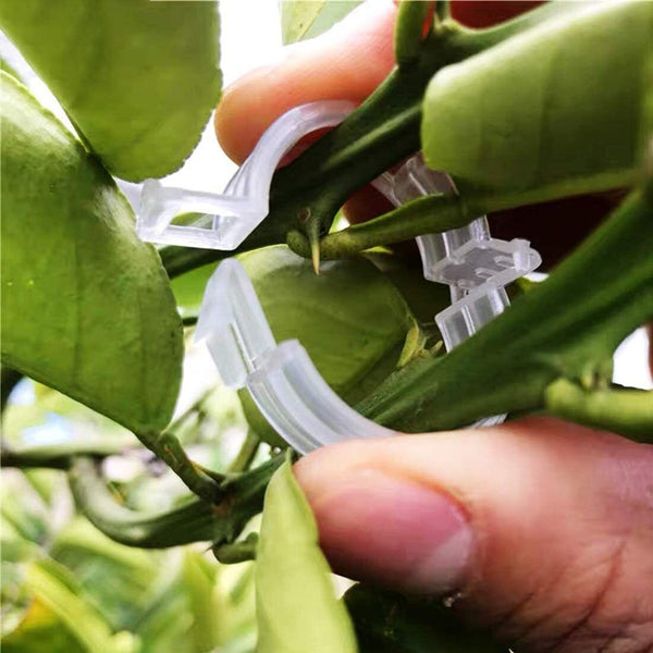 100x Tomato Greenhouse Garden Plant Support Veggie Clips Trellis Twine Clear AU