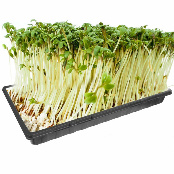 10 Pcs Garden Black Plastic Rectangle Plant Seedling Propagation Seeding Tray AU